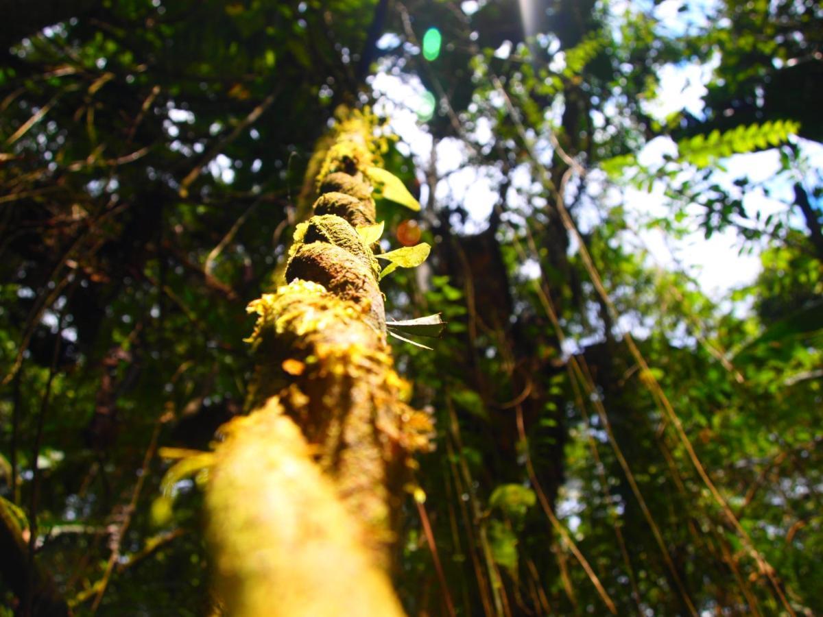 Casa En Santuario Natural En La Amazonia Villa Veracruz  ภายนอก รูปภาพ