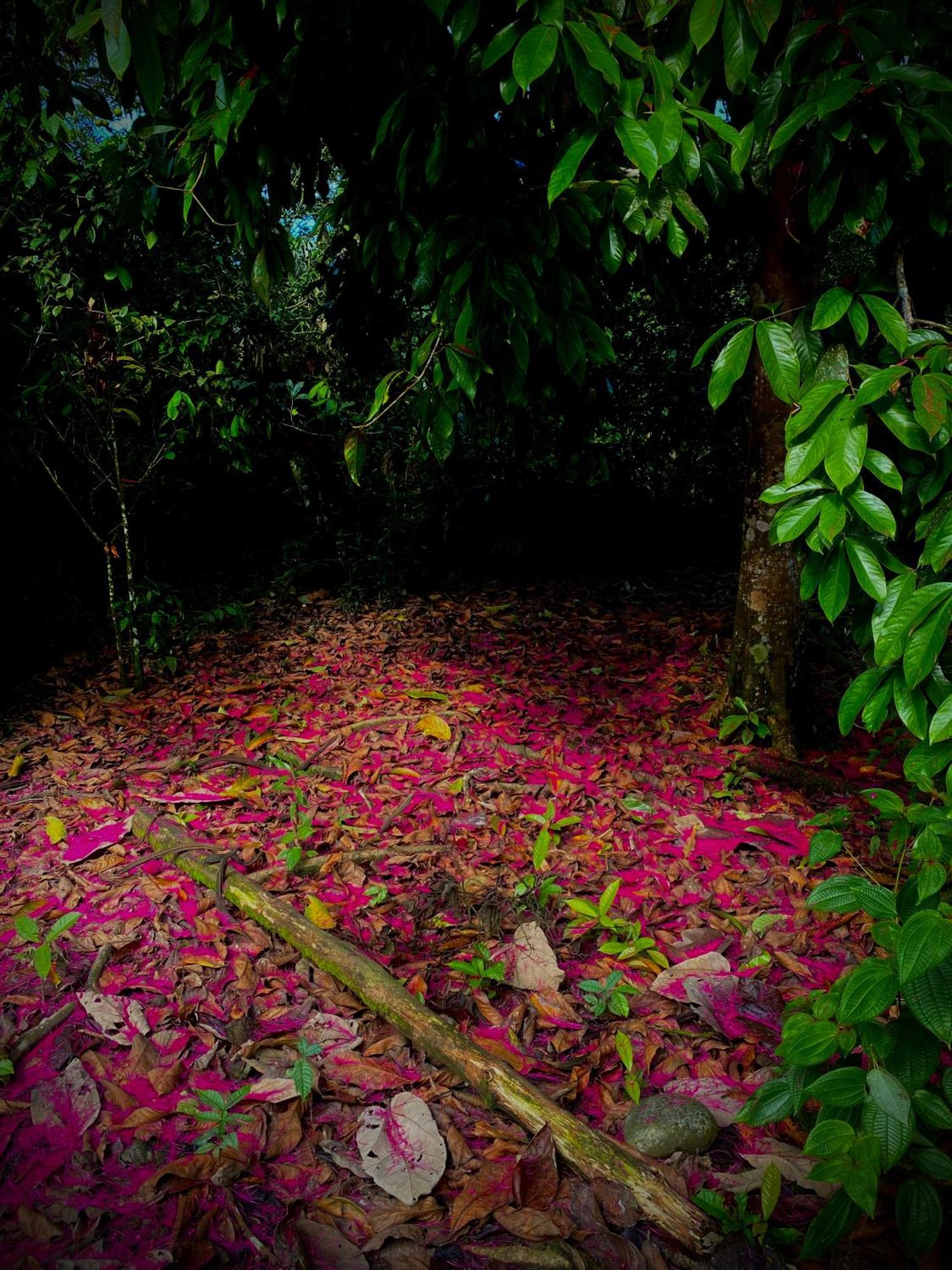 Casa En Santuario Natural En La Amazonia Villa Veracruz  ภายนอก รูปภาพ